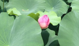 娱乐圈吃瓜感慨句子图片,揭秘明星背后的故事