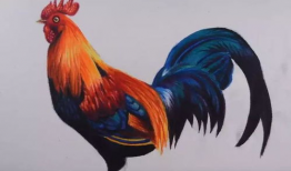 大公鸡视频,揭秘鸡界奇观，趣味横生瞬间集锦